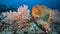 Colorful Gorgonian Sea Fan coral at Tachai Pinnacle in Thailand