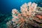 Colorful Gorgonian Sea Fan coral at Tachai Pinnacle in Thailand