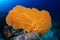 Colorful Gorgonian Seafans on a tropical coral reef