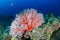 Colorful Gorgonian Seafans on a tropical coral reef