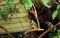 Colorful Gould finches sit on a branch in a cage at the zoo. Amadina Gulda at the zoo