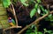 Colorful Gould finches sit on a branch in a cage at the zoo. Amadina Gulda at the zoo