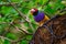 Colorful Gouldian Finch