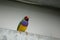 Colorful gouldian finch (Erythrura gouldiae) sitting on metal