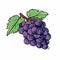 Colorful Grape Cartoon On White Background With Leaves