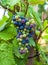 Colorful grape in the sustainable vineyard