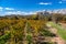 Colorful grapevine fields in Provence.