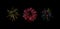 Colorful graphic firework explosion shapes isolated on black.