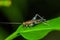 Colorful Grasshopper climbing over green leafs, in Cuyabeno National Park, in Ecuador