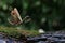 Colorful grasshopper `Pre-copulatory Peacock mantis` walking in the forest.