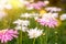 Colorful grassland flowers with sun and lens flare background