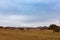 Colorful grassland golden autumn in Bashang grassland