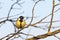 Colorful great tit on twig