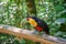 Colorful green-billed toucan sitting on wood in one of the worlds largest and most impressive waterfalls, Iguacu National Park