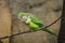 Colorful green, blue and grey monk parakeet