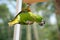 A colorful green feathered lory bird hanging on a piece of wood supported on one claw