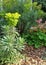 Colorful green foliage with pink flowers in garden mulch bed