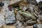 Colorful green frog with expressive eyes, sitting among rocks and vegetation. Inhabitant of rivers and swamps with blooming water