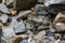 Colorful green frog with expressive eyes, sitting among rocks and vegetation. Inhabitant of rivers and swamps with blooming water