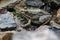 Colorful green frog with expressive eyes, sitting among rocks and vegetation. Inhabitant of rivers and swamps with blooming water