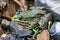 Colorful green frog with expressive eyes, sitting among rocks and vegetation. Inhabitant of rivers and swamps with blooming water