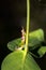 Colorful Green Grasshopper camouflaged on a green plant, Madagascar