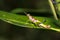 Colorful Green Grasshopper camouflaged on a green plant, Madagascar