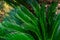 Colorful green leaves Cycas revoluta