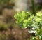 Colorful green leaves from a tree or bush growing in a garden with copy space. Closeup of english oak plants with tiny