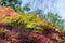 Colorful green living extensive sod roof detail covered with vegetation mostly tasteless stonecrop, sunny day