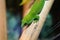 Colorful Green lizard on branch of tree