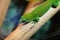 Colorful Green lizard on branch of tree