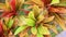 Colorful green and red Croton Leaves Background. Codiaeum variegatum. Beautiful natural backdrop with croton plant at