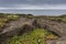 Colorful green red succulent plants growing on lava basalt beaches at the westcoast of Faial Island