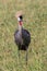 Colorful Grey Crowned Crane standing in the tall grass