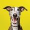 Colorful Greyhound Portrait: Happy Pet With Intense Movement Expression