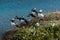 Colorful group of beautiful puffin birds from Iceland, shot on a sunny day. Frontal view on a green ledge