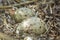 Colorful gull eggs in a nest, close-up
