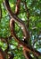 Colorful Gumbo Limbo tree branches entwined in Islamorada in the Florida keys