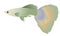 Colorful Guppy Fish