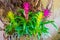 Colorful guzmania flowers in the colors pink and yellow, tropical decorative artificial plants