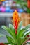 Colorful guzmania lingulata