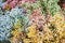 Colorful gypsophila flowers