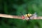 Colorful hairy caterpillars on branches.