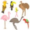 Colorful Hand Drawn Exotic Tropical Birds. Doodle Drawings of Parrot, Ostrich, Emu, Hummingbird, Hoopoe and Toucan. Flat Style