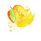 Colorful hand drawn illustration of mango. Watercolor painting. Exotic fruit. Healthy nutrition. Natural product
