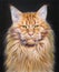 Colorful handdrawing portrait of a Maine Coon cat. Pet on black background. Realistic hand drawing