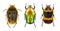 Colorful handsomes - Flower chafers