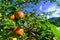 Colorful harvest on apple tree in the garden