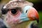 Colorful head of a critically threatened white-headed vulture in close-up view